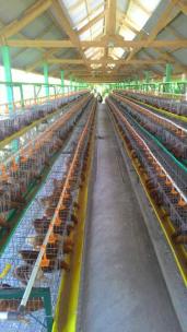 Peralatan Kandang Close House untuk Ayam Petelur