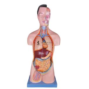 Alat Peraga Torso Anatomi Tubuh Manusia