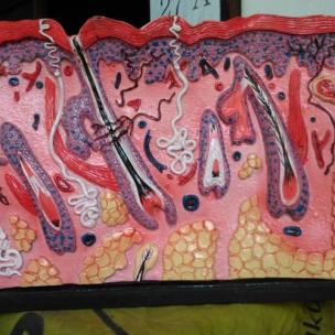 Alat peraga anatomi kulit dan rambut manusia